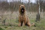 BRIARD 274